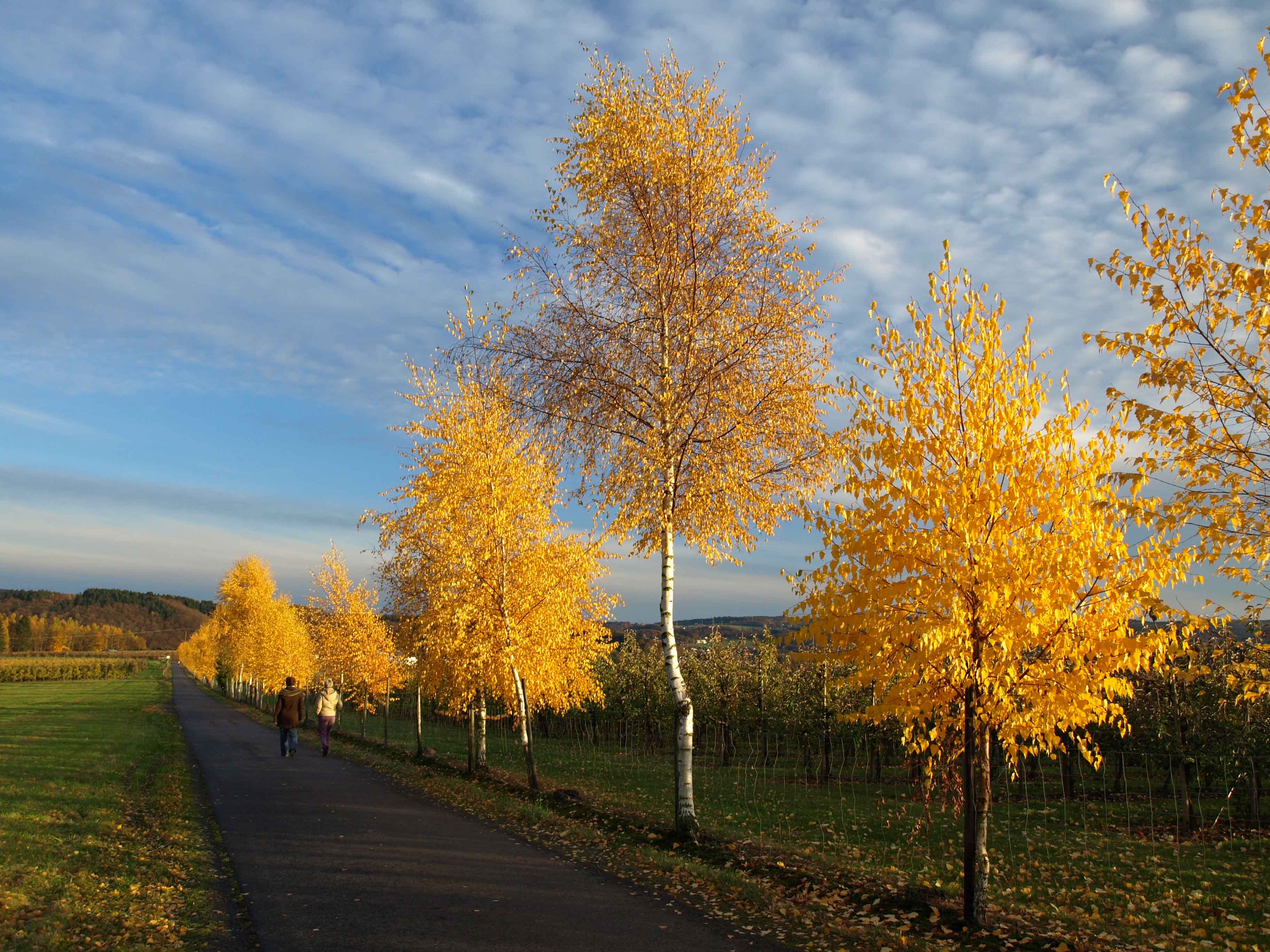 Appelhof I Ausblick I Herbst I Bäume I Natur