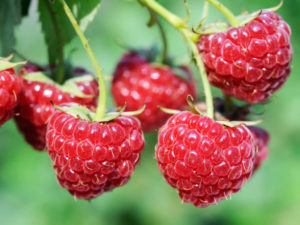 Appelhof | Himbeere | Obstplantagen