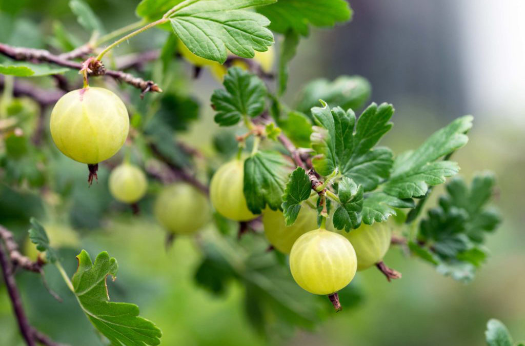 Die Erdbeeren haben Verstärkung bekommen!