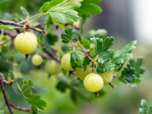 Appelhof | Stachelbeere | Stachelbeerstrauch