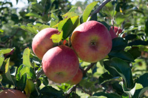 Frisch | Apfelfest | Apfel | Appelhof