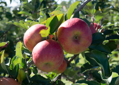 Frisch | Apfelfest | Apfel | Appelhof
