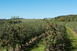 Obstplantage | Appelhof | Windeck