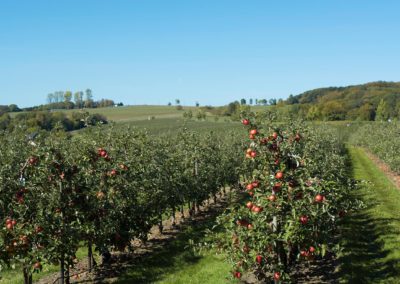 Obstplantage | Appelhof | Windeck
