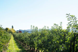 Obstplantage | Appelhof | Windeck