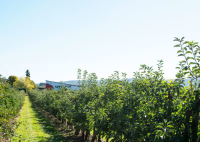 Obstplantage | Appelhof | Windeck