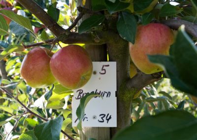 Frisch | Apfelfest | Apfel | Appelhof | Windeck
