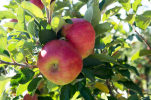 Frisch | Apfelfest | Apfel | Appelhof