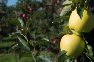 Delicious | Apfelfest | grüner Apfel | Appelhof