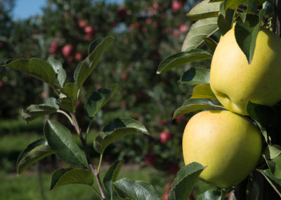 Delicious | Apfelfest | grüner Apfel | Appelhof