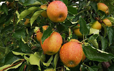 Neue Ernte: Äpfel