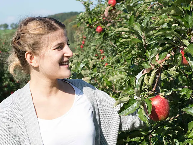 Appelhof Apfelernte