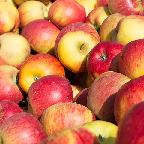 Appelhof Erzeugnisse